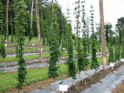 Rows of hop bines climbing vertical strings on trellis poles in a field