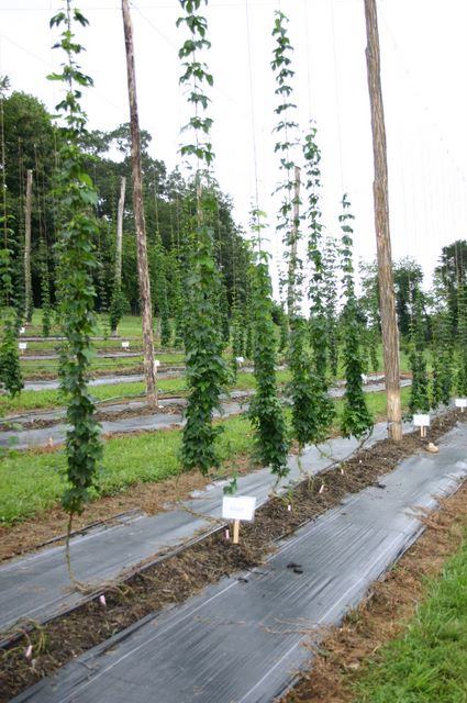 Rows of hop bines climbing vertical strings on trellis poles in a field