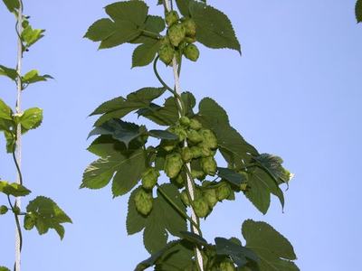 Hops vine with clustered green hop cones climbing a rope against clear blue sky