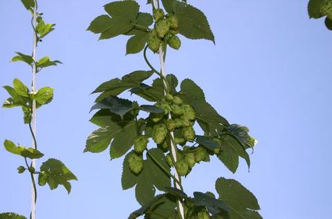 Hops vine with clustered green hop cones climbing a rope against clear blue sky