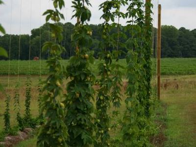 Hops bines climbing vertical twine on poles in a grassy agricultural field