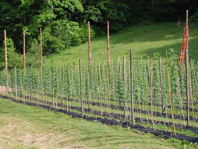 Rows of young hop plants trained on vertical poles and twine in a grassy field