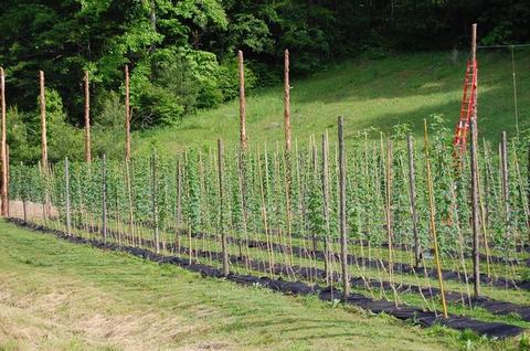 Rows of young hop plants trained on vertical poles and twine in a grassy field
