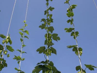 Vines climbing vertical strings toward a clear blue sky