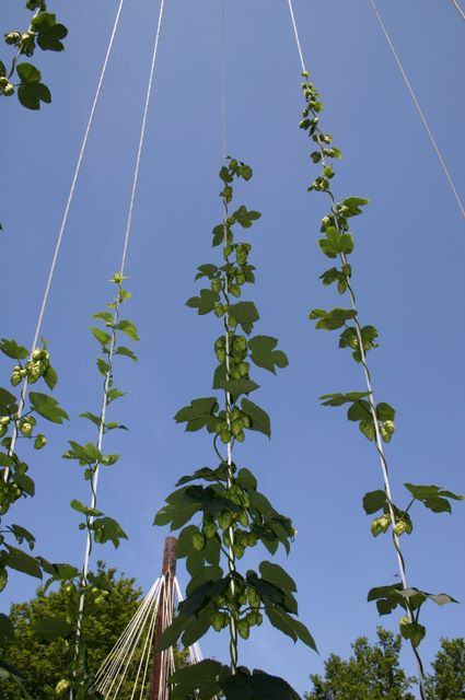 Vines climbing vertical strings toward a clear blue sky