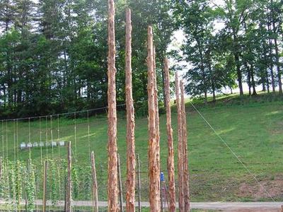 Tall peeled wooden poles in a row as trellis supports in a grassy field