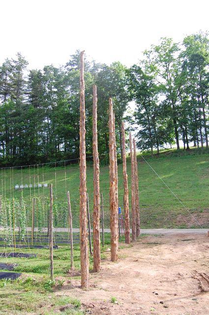 Tall peeled wooden poles in a row as trellis supports in a grassy field