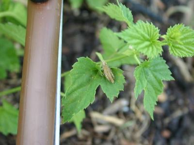 Small brown grasshopper resting on a green leaf beside a brown pole