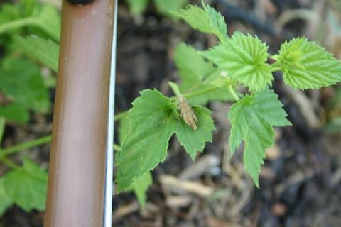 Small brown grasshopper resting on a green leaf beside a brown pole