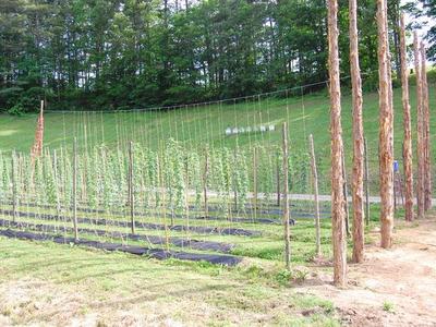Rows of young hop plants trained on strings between tall wooden poles