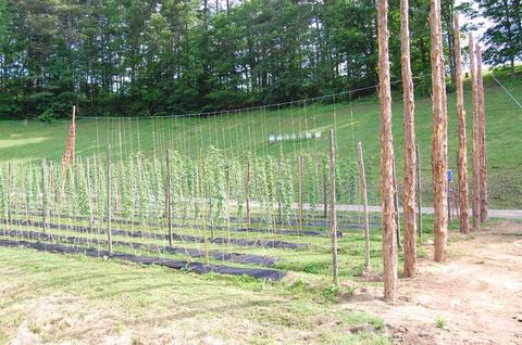 Rows of young hop plants trained on strings between tall wooden poles