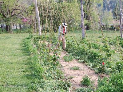 Person wearing hat tending plants in a trellised garden row