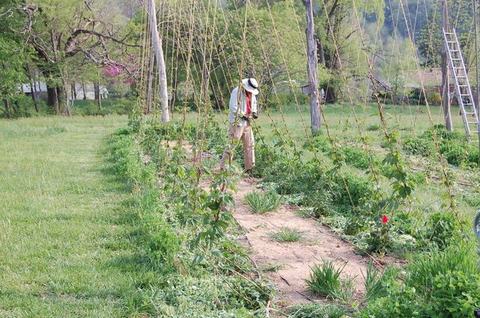 Person wearing hat tending plants in a trellised garden row