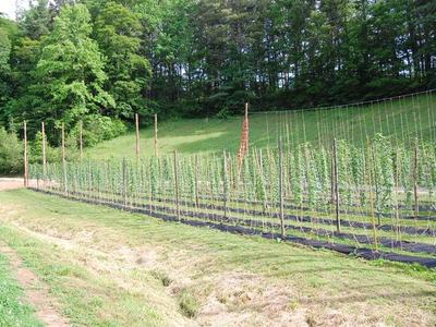Rows of young hop vines trained on tall trellis poles in a grassy field