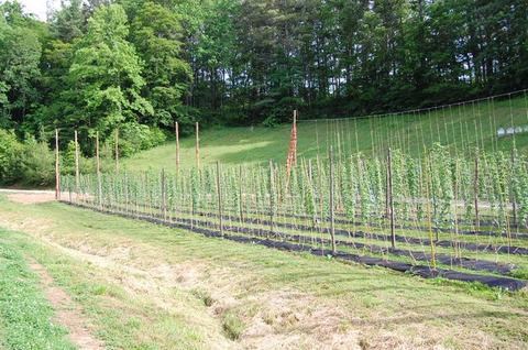 Rows of young hop vines trained on tall trellis poles in a grassy field