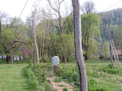 Person tending trellis poles and climbing plants in a grassy field