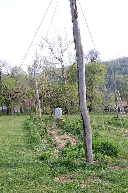 Person tending trellis poles and climbing plants in a grassy field