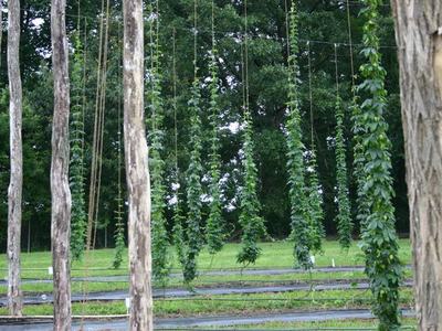 Hops vines climbing vertical strings between wooden poles in a green field