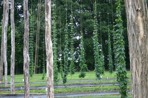 Hops vines climbing vertical strings between wooden poles in a green field