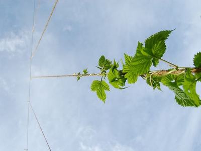 Green vine with serrated leaves climbing a taut twine against a blue sky