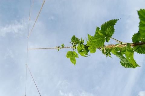 Green vine with serrated leaves climbing a taut twine against a blue sky