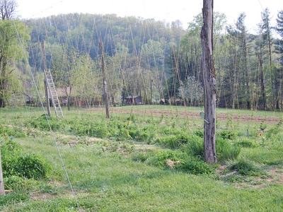 Hops field with tall wooden poles and string trellises, ladder in background, person at right