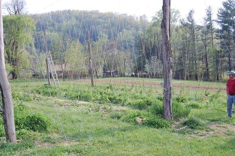 Hops field with tall wooden poles and string trellises, ladder in background, person at right