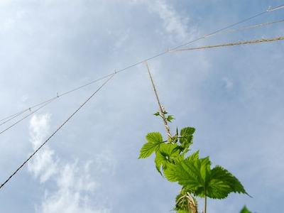 Green vine climbing a vertical twine toward a clear blue sky