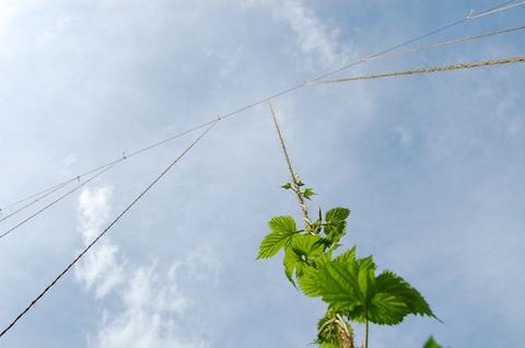 Green vine climbing a vertical twine toward a clear blue sky