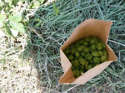 Paper bag filled with green hop cones on grass