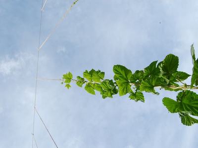 Green hop vine climbing a vertical support string against a pale blue sky