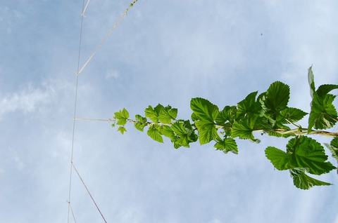 Green hop vine climbing a vertical support string against a pale blue sky