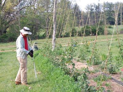 Person wearing hat using long tool to tend plants beside trellised rows in a field