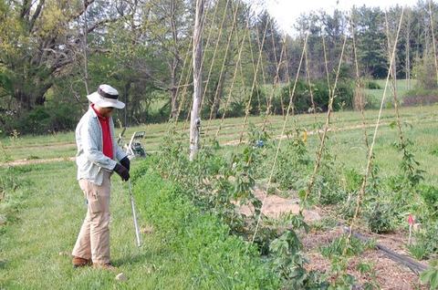 Person wearing hat using long tool to tend plants beside trellised rows in a field
