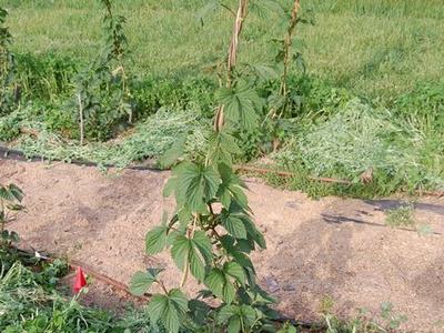 Vine with serrated compound leaves climbing a thin vertical support in a grassy field
