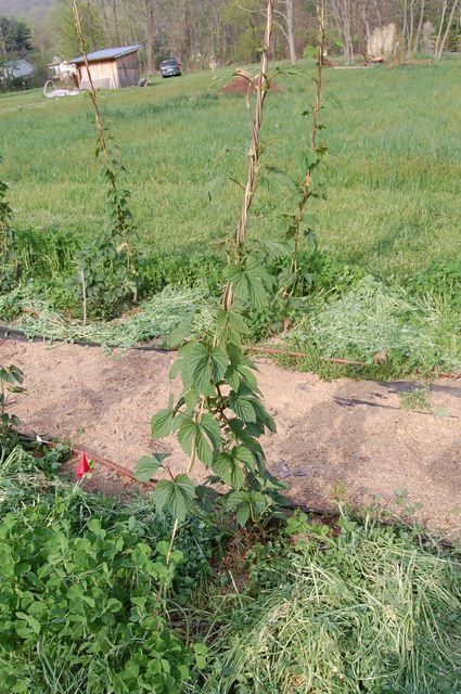 Vine with serrated compound leaves climbing a thin vertical support in a grassy field