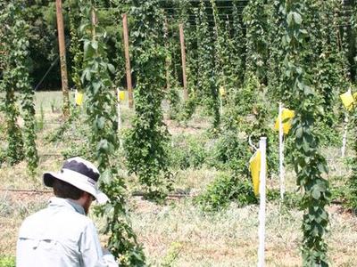 Person crouching among trellised hop vines in a field, tending plants