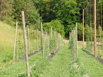 Rows of trellised poles with young climbing plants in a field by a wooded edge