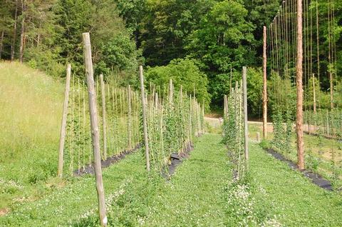 Rows of trellised poles with young climbing plants in a field by a wooded edge