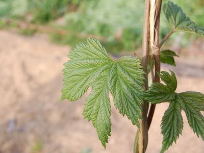 Young vine leaves clinging to a vertical twine support