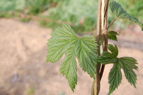 Young vine leaves clinging to a vertical twine support