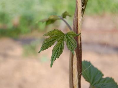 Young vine leaf clinging to a vertical twine support
