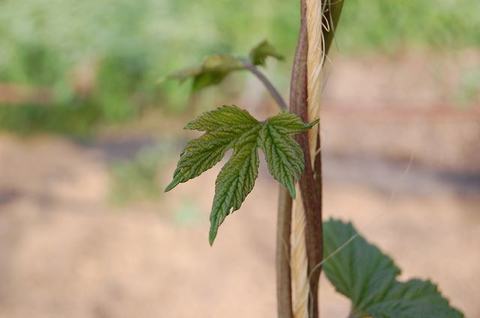 Young vine leaf clinging to a vertical twine support