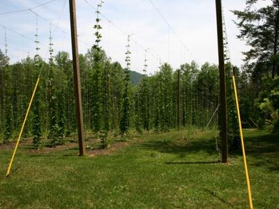 Trellised hop plants climbing strings between tall wooden poles in a grassy field