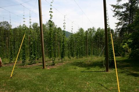 Trellised hop plants climbing strings between tall wooden poles in a grassy field