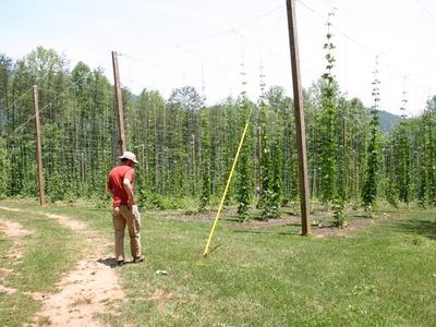 Man in red shirt and sun hat walking beside tall hop plants trained on trellis poles