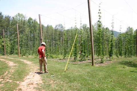Man in red shirt and sun hat walking beside tall hop plants trained on trellis poles