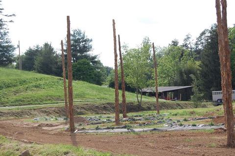 Stripped tree trunks erected in a field with plastic-covered planting rows and a barn
