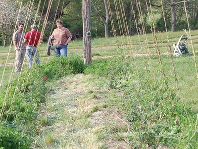 Three people standing in a field beside a hop trellis with tall strings and planted rows