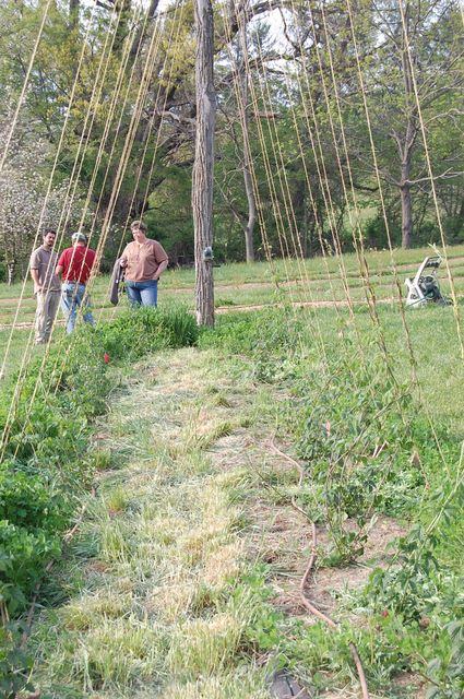 Three people standing in a field beside a hop trellis with tall strings and planted rows